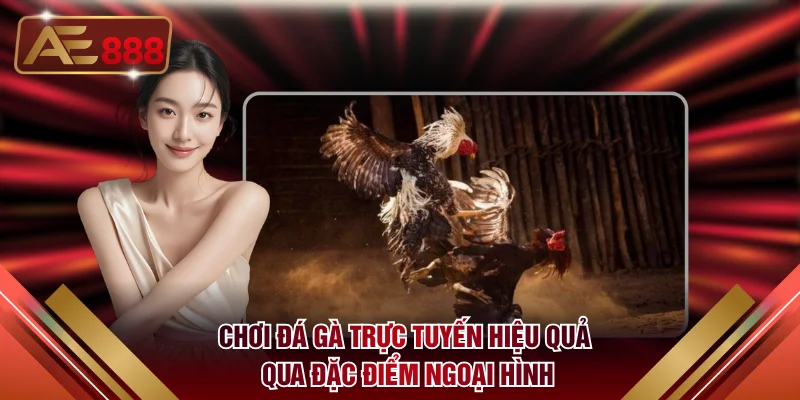 Chơi đá gà trực tuyến hiệu quả qua đặc điểm ngoại hình